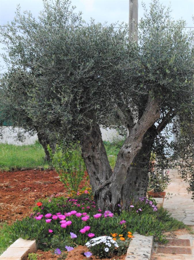 Bed and Breakfast Microborgopasca Sannicola Exterior foto